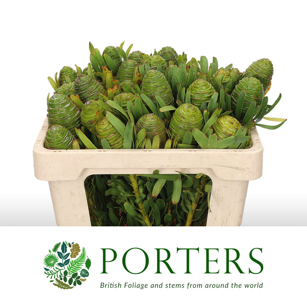 Leucadendron &#39;Platystar&#39; 50cm (x10)