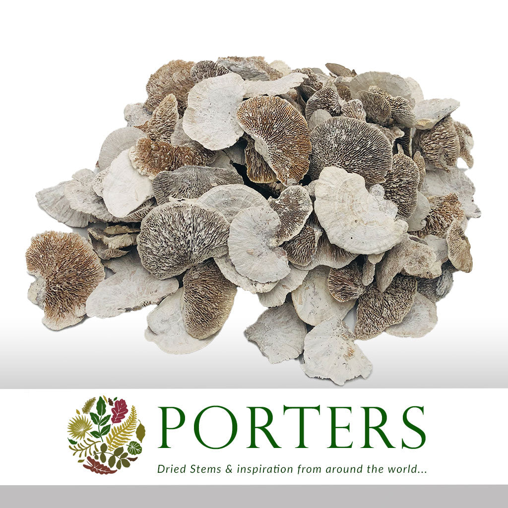 Mushrooms &#39;Sponge&#39; (White Wash) (DRY)