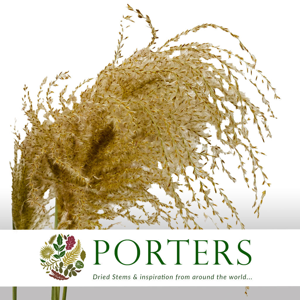 Grass &#39;Stipa&#39; (Natural) (DRY) (Various Sizes)